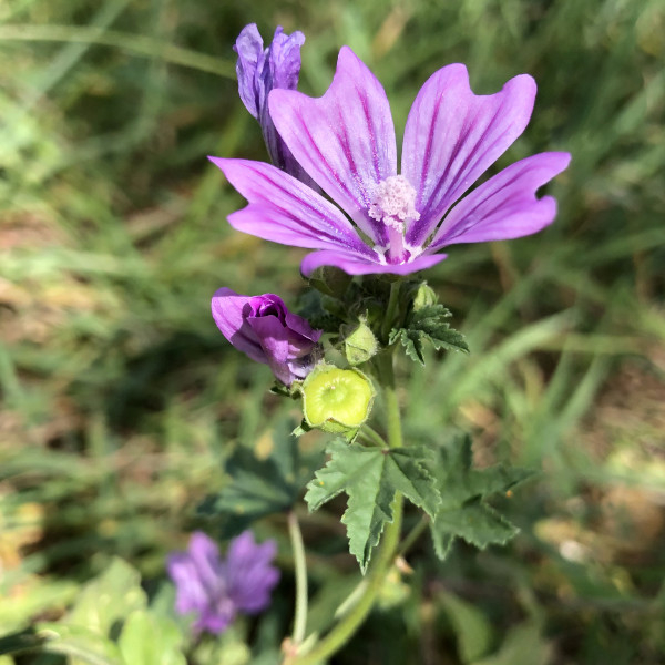 Grande Mauve (Malva sylvestris) &copy; Nicolas Macaire / LPO